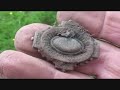 Metal Detecting UK (357) XP Deus - Marathon Hunt in Furness