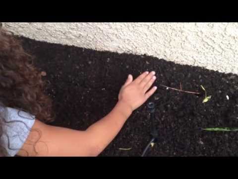 how to plant heather