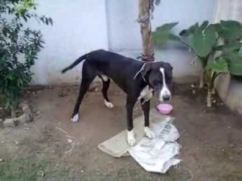 pakistan bully