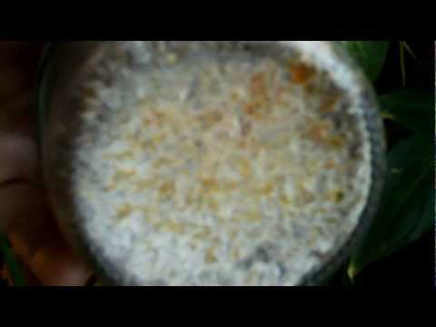how to isolate rhizomorphic mycelium