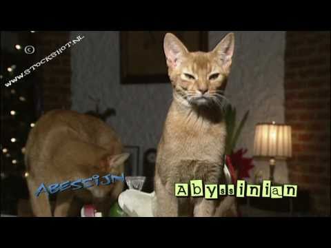 abyssinian