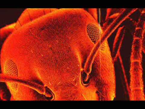 how to love a psychopath