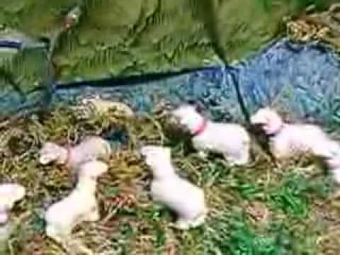 Nacimientos de Navidad. - nacimiento de navidad con fuente y manantial de agua.