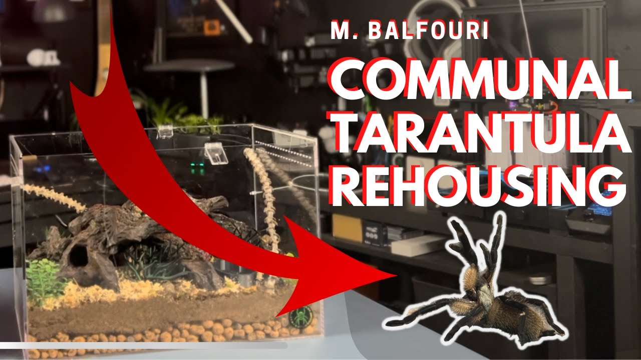 Communal Tarantula Rehouse -  How many survived