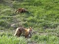 Crazy Like a Fox!