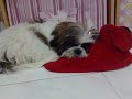Shih Tsu sleep with Patrick
