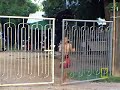Thai Boxing Image 2