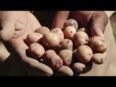 Uvunaji wa Viazi Mviringo (Post Harvest Management of Irish Potatoes)