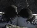 PetrePeterl dl Damero / Cape Petrel