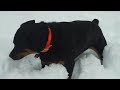 Java in the snow!