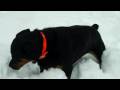 videos de Java in the snow!