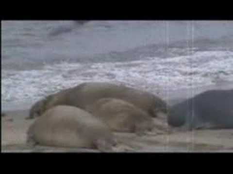 Mysteries of Marine Biology - The ...