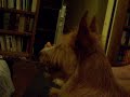 Paulo Watched Television