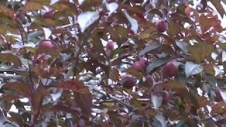 كفر راعي احدى بلدات محافظة جنين وتعد البلدة المنتج الأول لثمرة الكرز في فلسطين