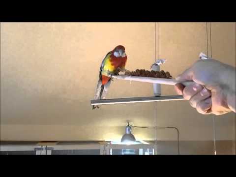 Rosellasittich Luke wird zutraulich Teil 2