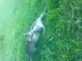 Cats at Dar Khayam.