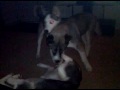 siberian husly 5 months old ian and bella