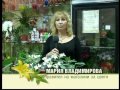 Stefanotis - Bulgarian Agriculture.com video