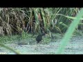 Jacana y Pichones