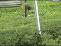 This crazy squirrel carried on like this for over 10 minutes.