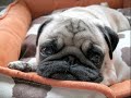 Dogs