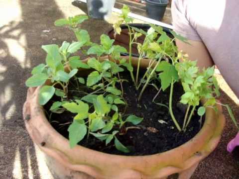 how to plant sweet basil