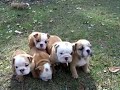 AKC English Bulldog champion lineage puppies for sale