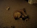 Female Dog Molests Toy Squirell Female Dog Molests Toy Squirell