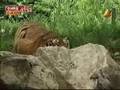 Everland's Lastest Episode: Lion vs Tiger Part 2 of 3