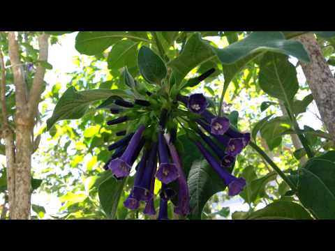 how to grow iochroma from seed