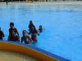 Il coccodrillo COME FA- Diverland 17-7-08 By Mau13