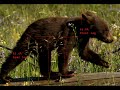 the jacobs creature:  photo analysis ii