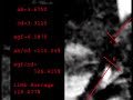 the jacobs creature:  photo analysis ii