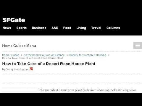 how to fertilize desert rose