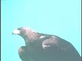 Alice's Adventures In Wonderland ~ clip 1