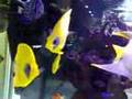 Nice Marine Fish Tank