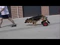 bike-hit-dog.html