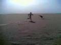 Another Saudi Stunt- Capturing a vulture سعودي يصيد نسر اصلع Another Saudi Stunt- Capturing a vulture سعودي يصيد نسر اصلع