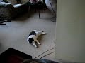 Flippie heeft goeie zin