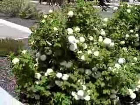 how to fertilize snowball bush