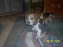 Beagle Puppies Playing | Beagles Beagle Puppies Playing | Beagles