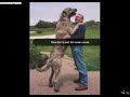 really big dogs