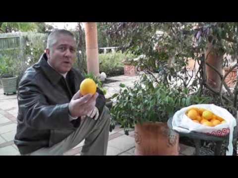Dwarf fruit trees as an option in your yard
