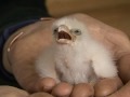 Baby peregrin falcon born to elderly parents