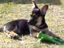 3 months old puppy 3 miesieczny szczeniak
