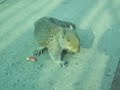 Baby squirrel at Hilldrop