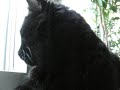 Amira (in daylight)