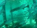 Gaiant Barracuda Pulau Payar Malaysia体長２メ－タ－近い、パヤ島、プラットフォ-ムの主。