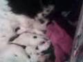 videos de puppy springers