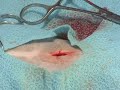 Cat Spay In Five Minutes